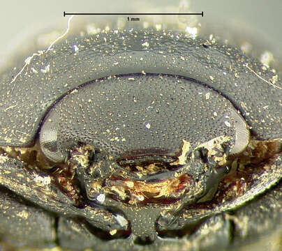 Image of Nosodendron (Nosodendron) californicum Horn 1874