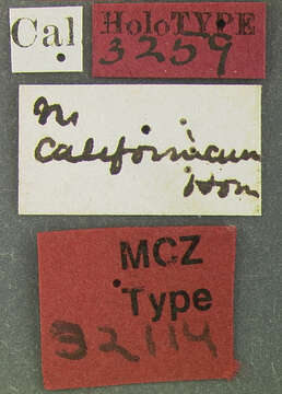 Image of Nosodendron (Nosodendron) californicum Horn 1874
