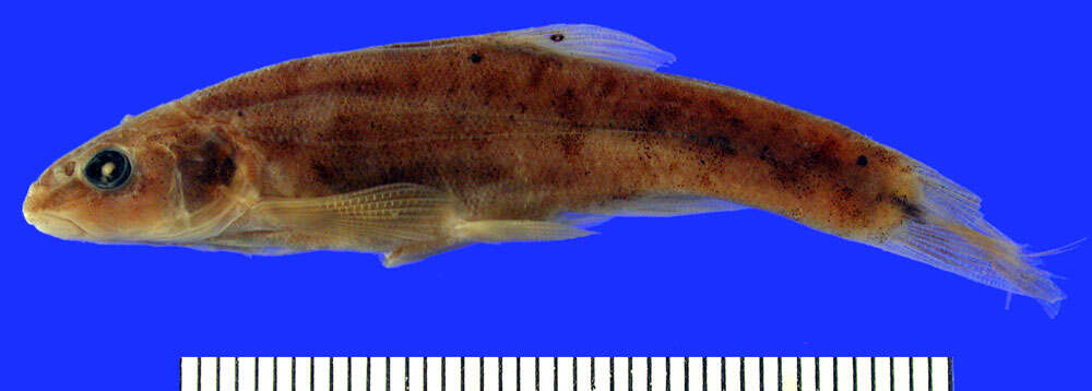 Image of Speckled Dace