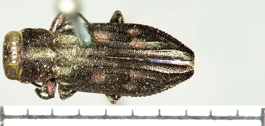 Chrysobothris debilis Le Conte 1860的圖片