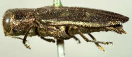 Chrysobothris debilis Le Conte 1860的圖片