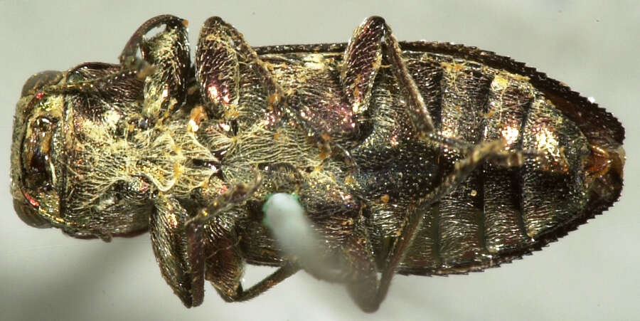 Chrysobothris debilis Le Conte 1860的圖片