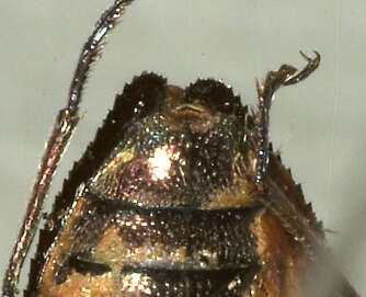 Chrysobothris debilis Le Conte 1860的圖片