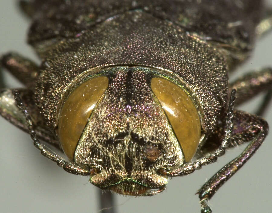 Image of Jewel beetle