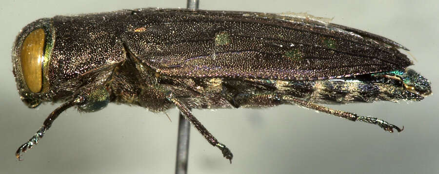 Image of Jewel beetle