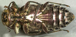 Image of Jewel beetle