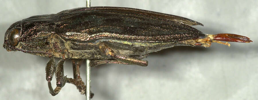 Image of Sculptured Pine Borer