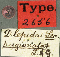 Image of Dicerca lepida Le Conte 1857