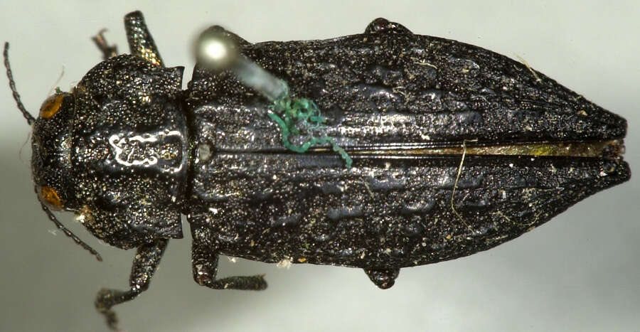 Image of Flatheaded Conifer Borer