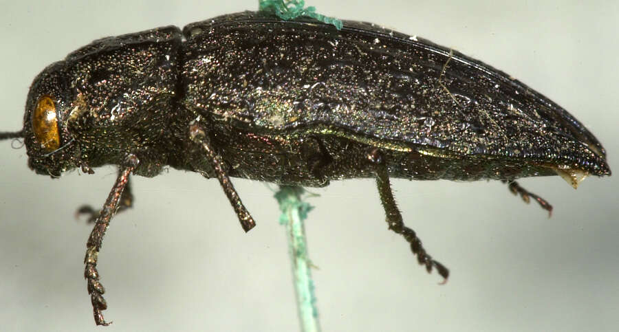 Image of Flatheaded Conifer Borer