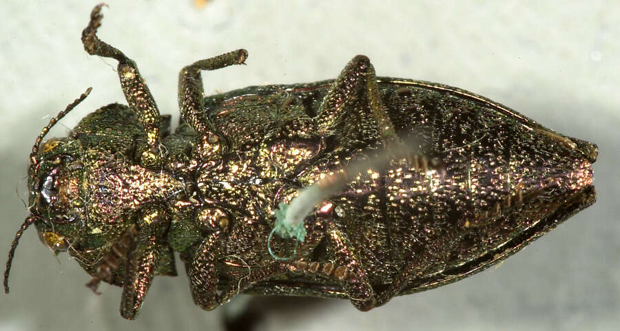 Image of Flatheaded Conifer Borer