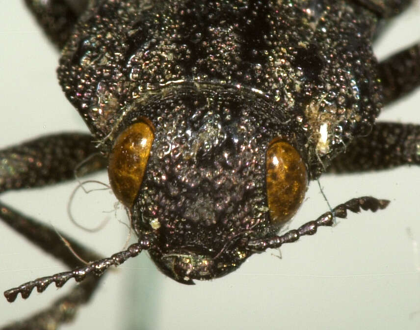 Image of Flatheaded Conifer Borer