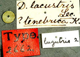 Imagem de Dicerca lugubris Le Conte 1860