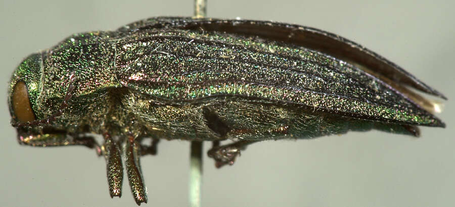 Image of Buprestis sulcicollis (Le Conte 1860)