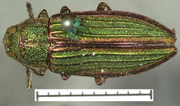 Imagem de Buprestis aurulenta Linnaeus 1767