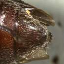 Chrysobothris dolata Horn 1886的圖片