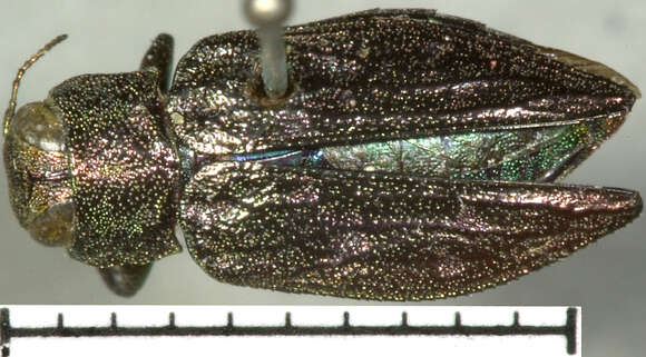 Image of Flatheaded Appletree Borer