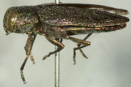 Image of Flatheaded Appletree Borer