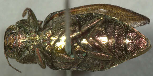 Image of Flatheaded Appletree Borer