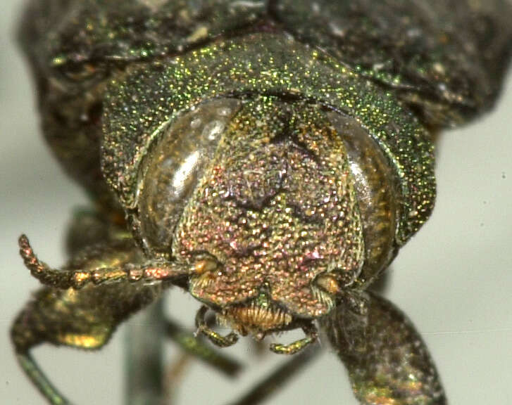 Image of Flatheaded Appletree Borer