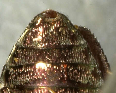 Chrysobothris semisculpta Le Conte 1860的圖片