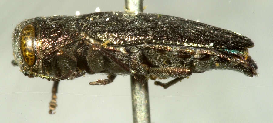 Chrysobothris semisculpta Le Conte 1860的圖片