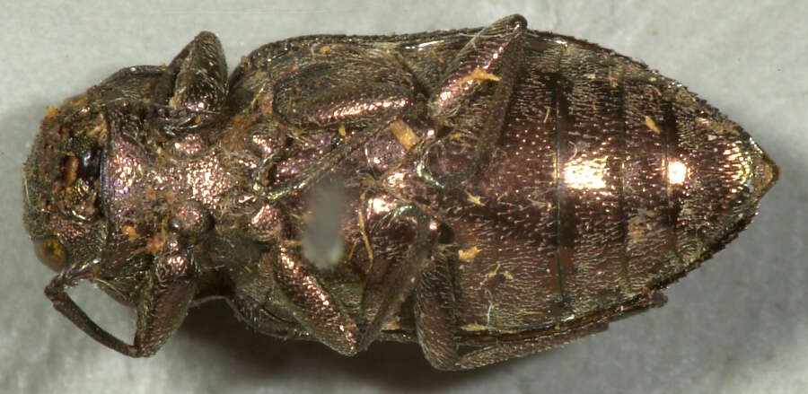 Chrysobothris semisculpta Le Conte 1860的圖片