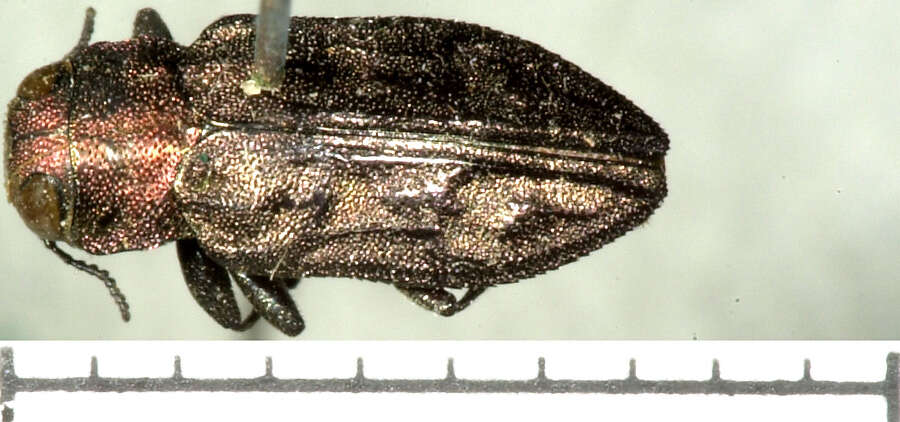 Image of Chrysobothris cuprascens Le Conte 1860