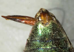 Chrysobothris carinipennis Le Conte 1878的圖片