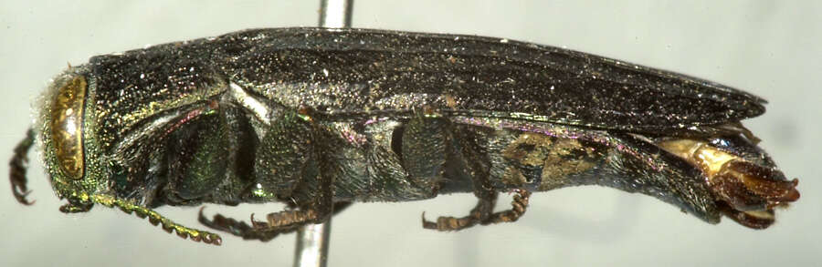 Chrysobothris carinipennis Le Conte 1878的圖片