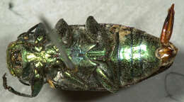 Chrysobothris carinipennis Le Conte 1878的圖片