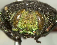 Chrysobothris carinipennis Le Conte 1878的圖片