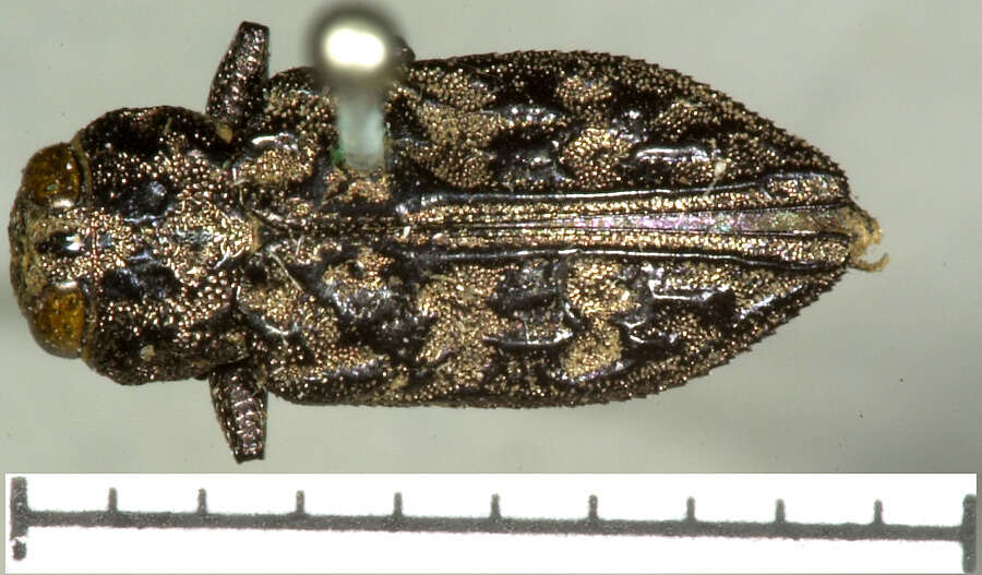 Image of Chrysobothris exesa Le Conte 1858