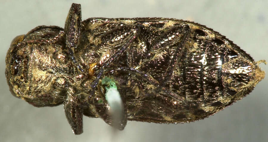 Image of Chrysobothris exesa Le Conte 1858