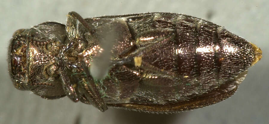 Image of Chrysobothris subcylindrica Ménétriés ex Motschulsky 1859