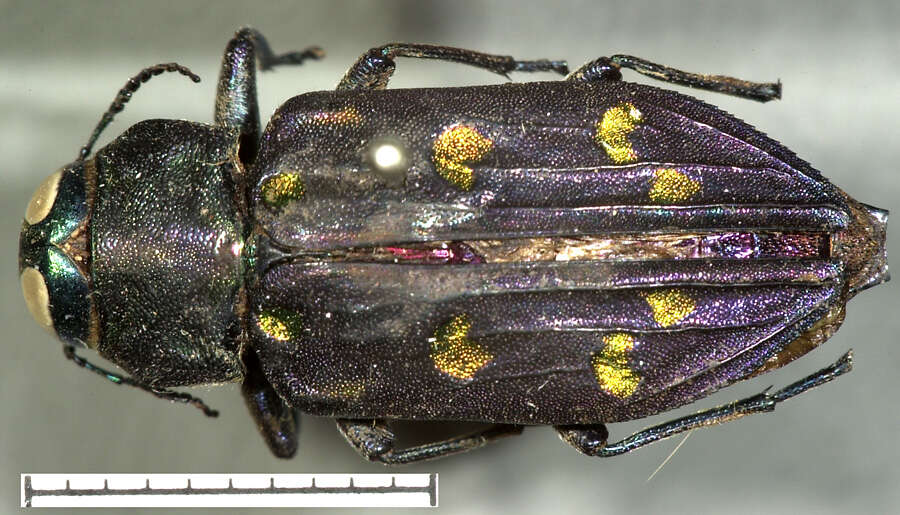 Image of Chrysobothris gemmata Le Conte 1858