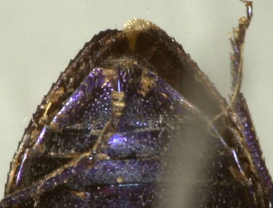 صورة Chrysobothris azurea Le Conte 1857