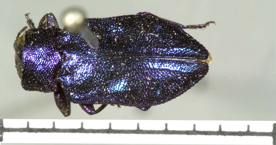 صورة Chrysobothris azurea Le Conte 1857