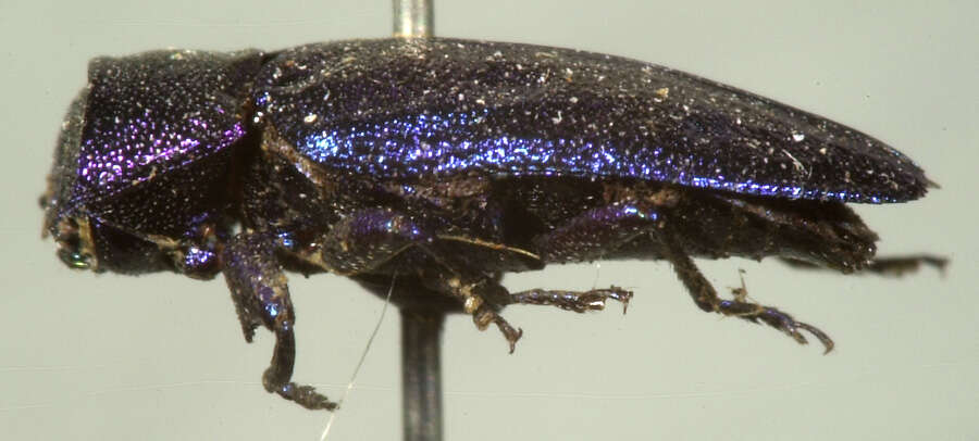 صورة Chrysobothris azurea Le Conte 1857