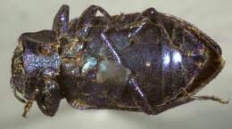 صورة Chrysobothris azurea Le Conte 1857