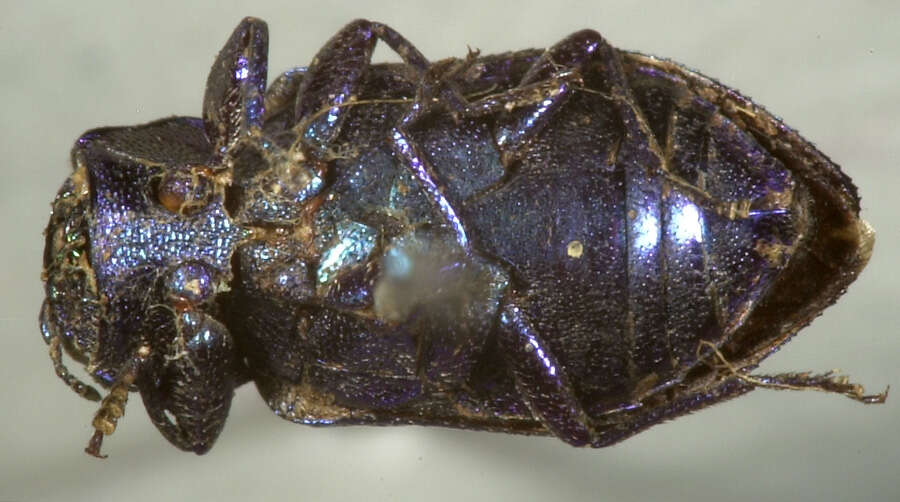 صورة Chrysobothris azurea Le Conte 1857