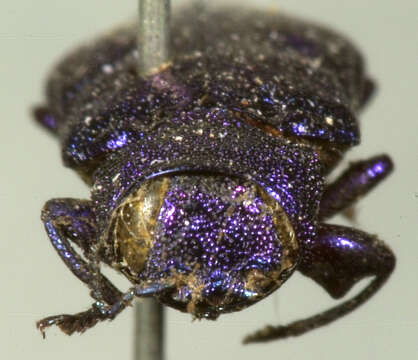 صورة Chrysobothris azurea Le Conte 1857