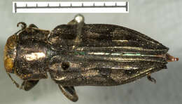 Image of Chrysobothris acutipennis Chevrolat 1835