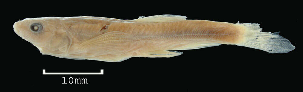 Image of Loach Minnow