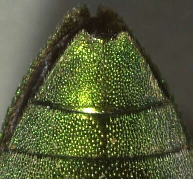 صورة Agaeocera gentilis (Horn 1885)