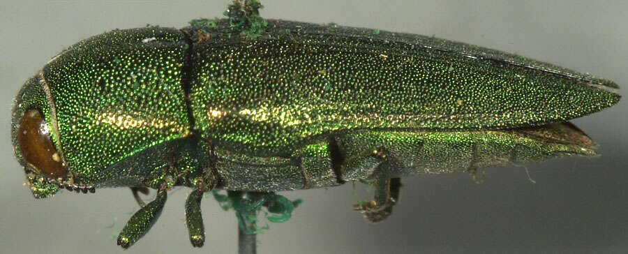 صورة Agaeocera gentilis (Horn 1885)