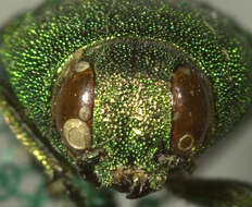 صورة Agaeocera gentilis (Horn 1885)