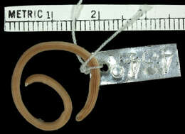 Image of Guyana blind snake