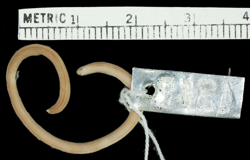 Image of Guyana blind snake