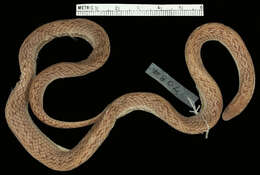 Image of Western Ground Snake
